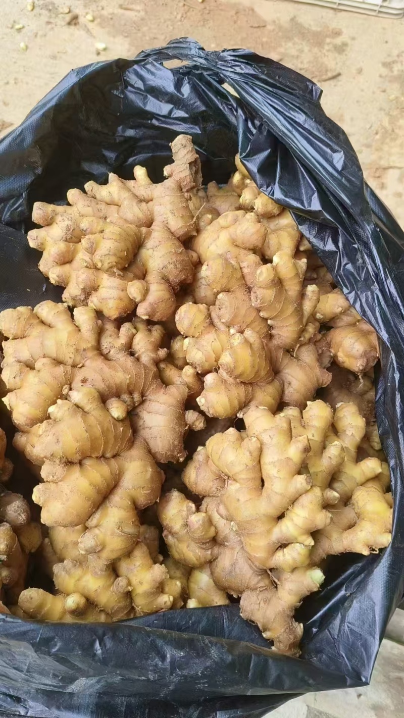 河南生姜精品大黄姜对接电商市场商超大量有货可视频