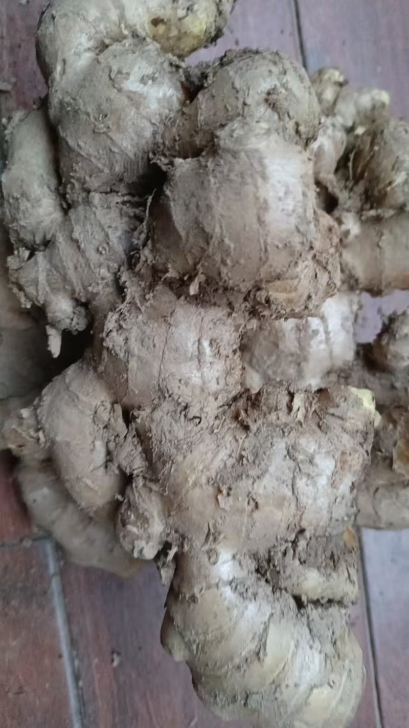 河南生姜精品大黄姜对接电商市场商超大量有货可视频