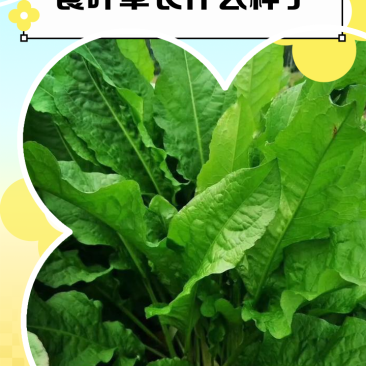 江苏食叶草基地全国发货常年供应量大价优保值质量