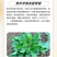 江苏食叶草基地全国发货常年供应量大价优保值质量