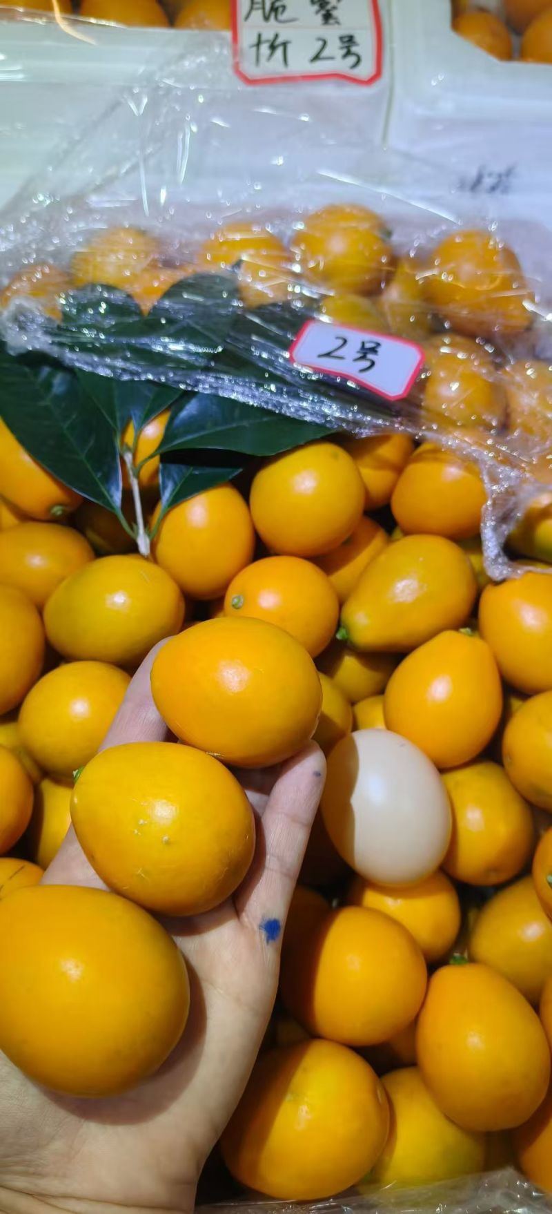【推荐】脆蜜金桔广西精品金桔支持一件代发