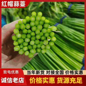 精品冷库蒜苔蒜薹蒜台品种规格齐全货源充足质量保证按需分拣装车
