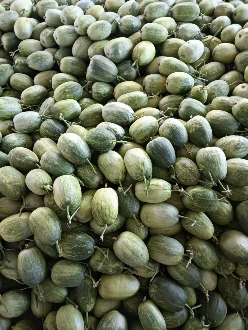 金冠甜瓜，新鲜现货速发，保质保量欢迎选购