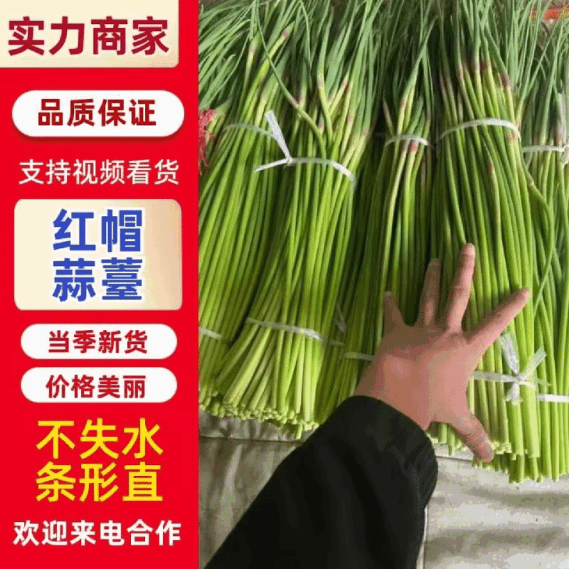 红帽蒜苔产地直供货源充足以质论价代发各商超市场条形直打好捆