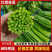 山东聊城莘县蒜薹蒜台蒜苔自家货源一手价格全国接单无冻伤不干叶