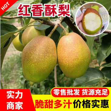 【实力供货】红香酥梨陕西酥梨供应市场电商商超可视频