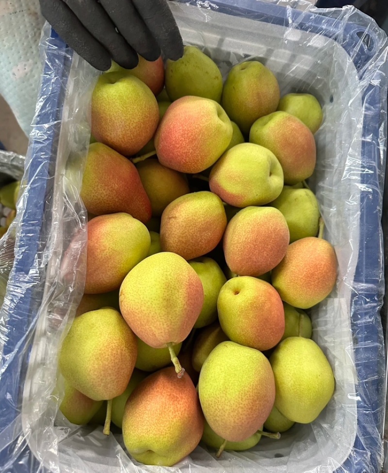 【实力供货】红香酥梨陕西酥梨供应市场电商商超可视频