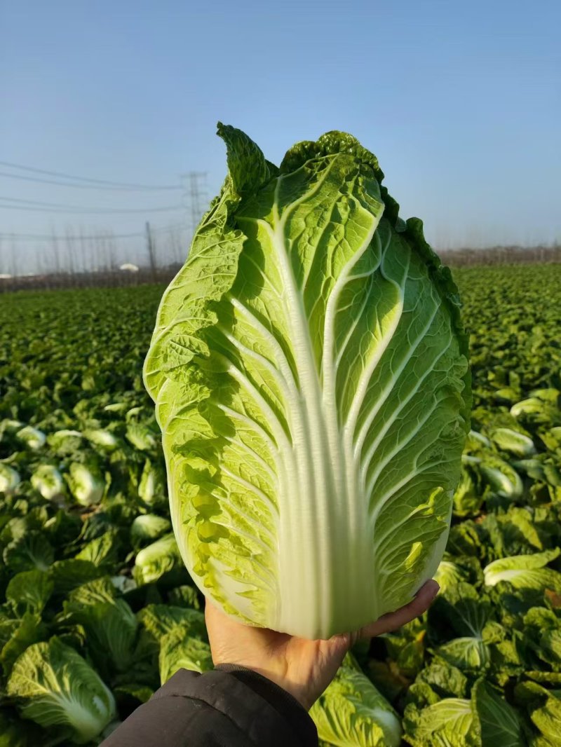 【精品】黄心白菜湖北精品白菜大量有货欢迎来电