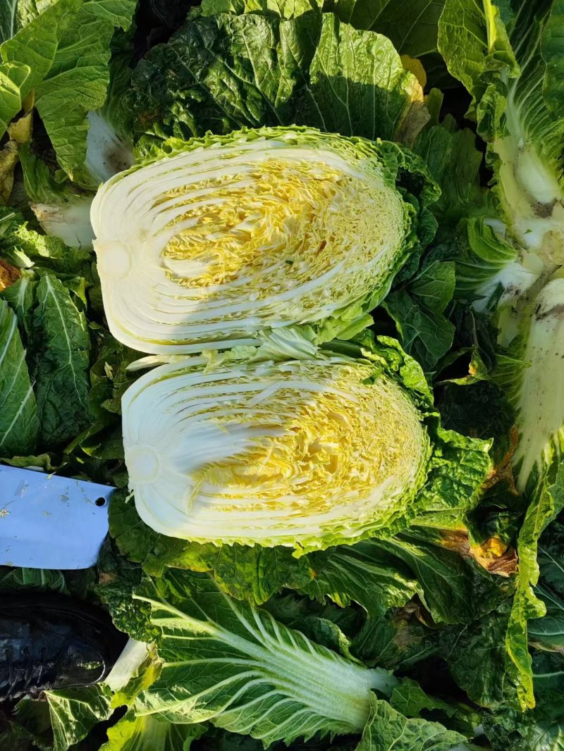 【精品】黄心白菜湖北精品白菜大量有货欢迎来电