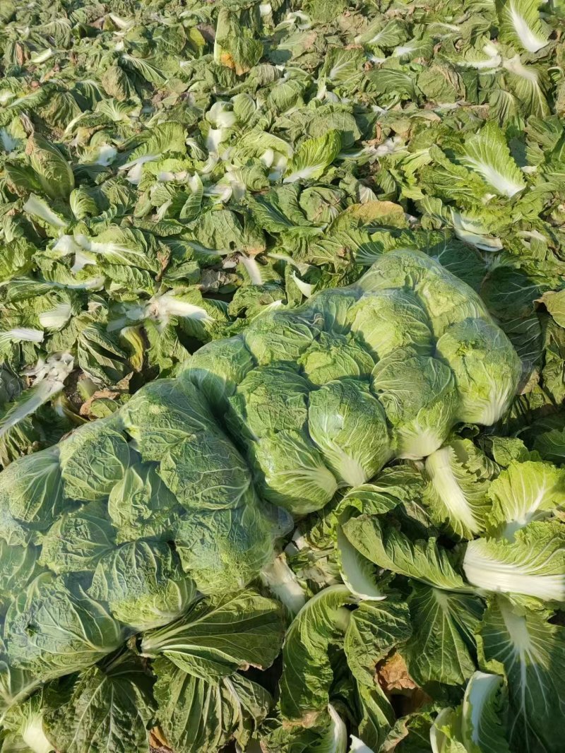 【精品】黄心白菜湖北精品白菜大量有货欢迎来电