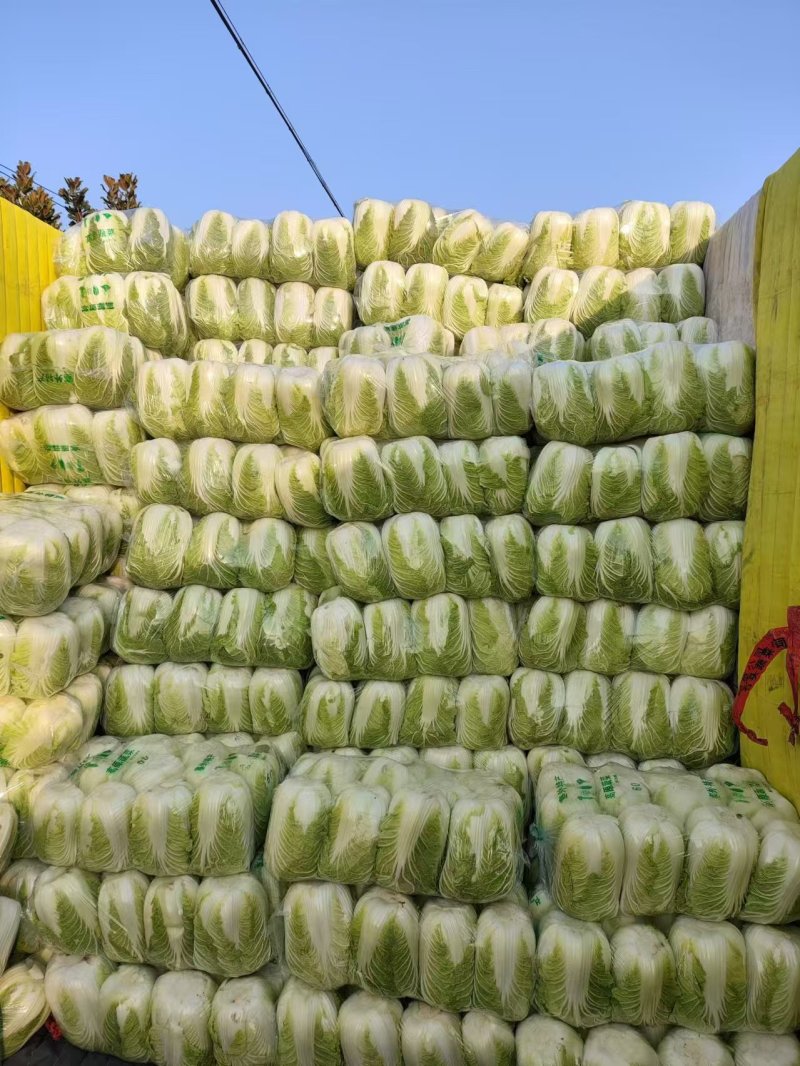【精品】黄心白菜湖北精品白菜大量有货欢迎来电