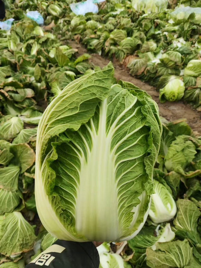 【精品】黄心白菜湖北精品白菜大量有货欢迎来电