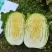【精品】黄心白菜湖北精品白菜大量有货欢迎来电