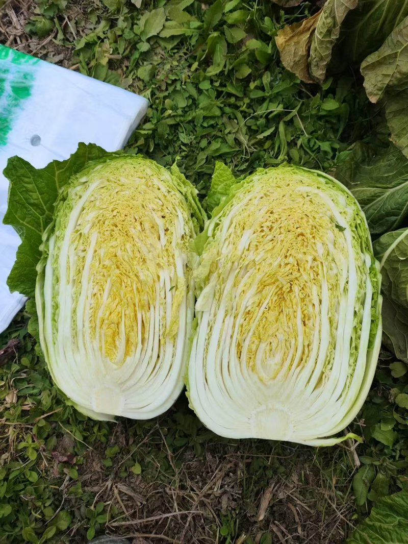 【精品】黄心白菜湖北精品白菜大量有货欢迎来电