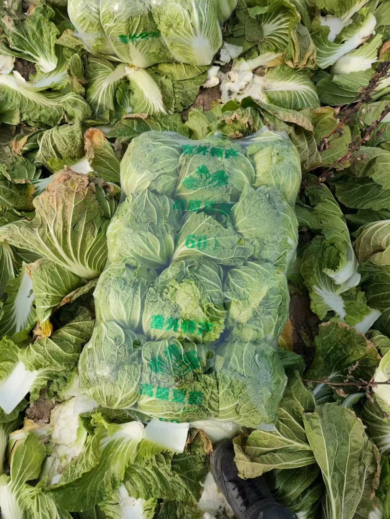 【精品】黄心白菜湖北精品白菜大量有货欢迎来电