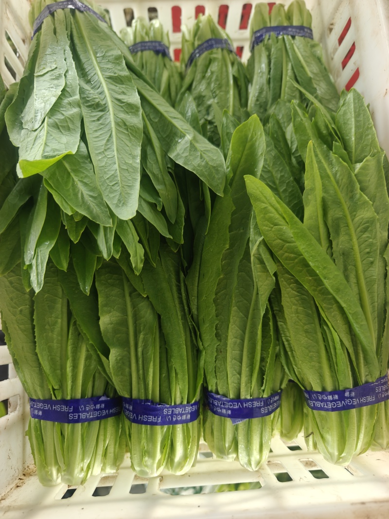 【精品油麦菜】产地直发全国发货品质保证/欢迎各地老板订货