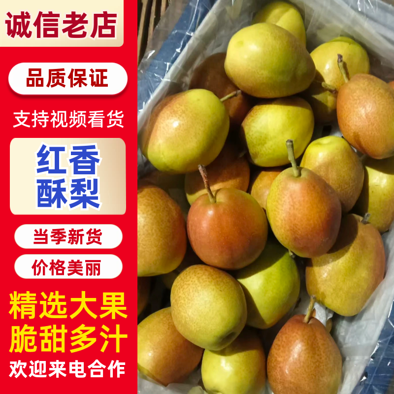 山西精品红香酥梨大量供应价格优惠脆甜多汁欢迎来电谈