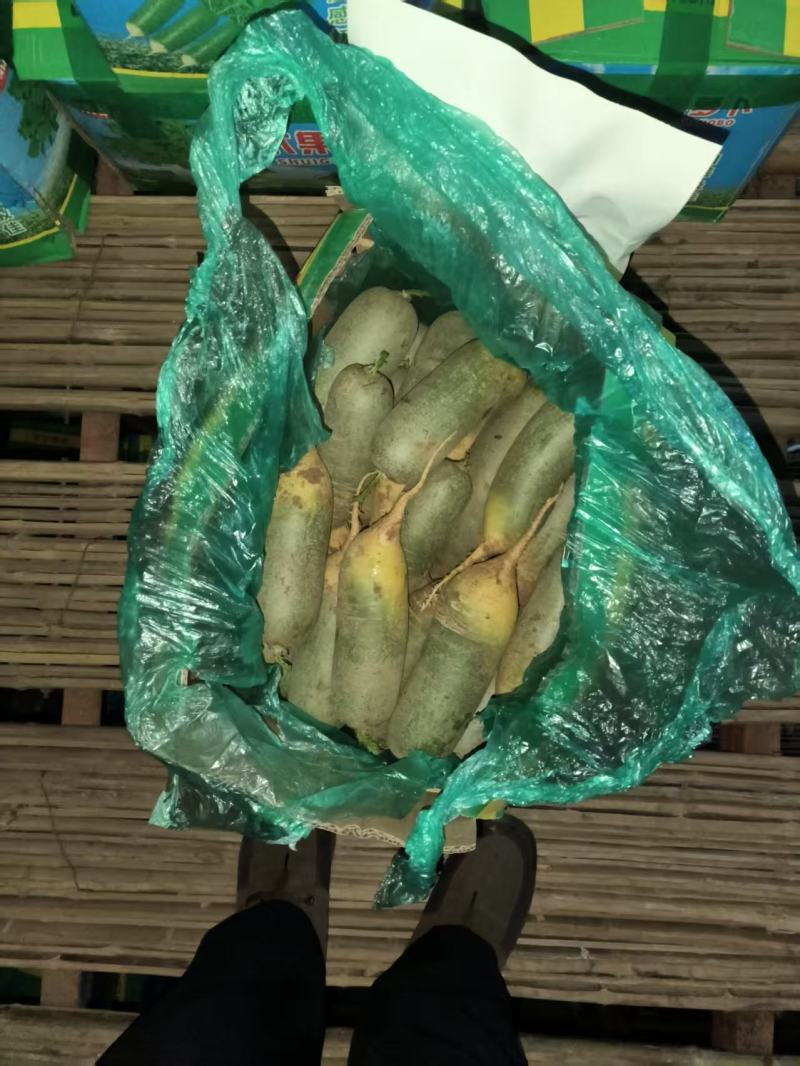 袋装水果萝卜，精品泰安市泰山青水果萝卜色泽鲜亮