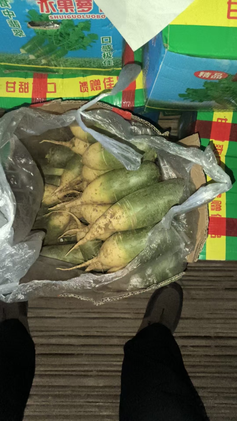 袋装水果萝卜，精品泰安市泰山青水果萝卜色泽鲜亮