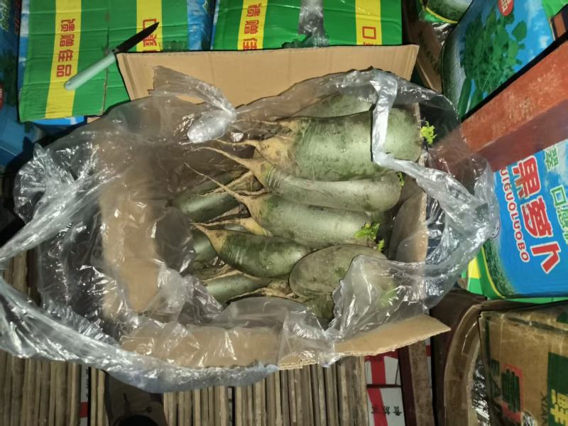 袋装水果萝卜，精品泰安市泰山青水果萝卜色泽鲜亮