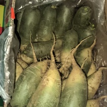 袋装水果萝卜，精品泰安市泰山青水果萝卜色泽鲜亮