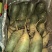 袋装水果萝卜，精品泰安市泰山青水果萝卜色泽鲜亮