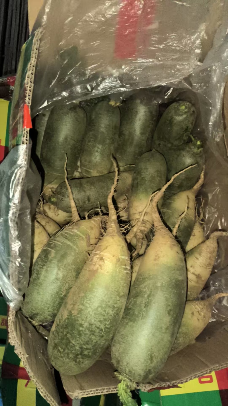 袋装水果萝卜，精品泰安市泰山青水果萝卜色泽鲜亮