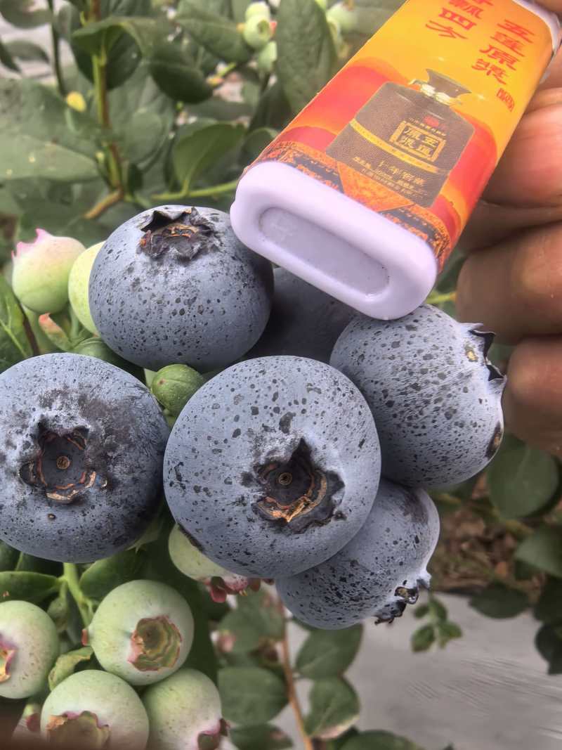 山东蓝莓L25蓝莓品类齐全，大量现货供应，价格可谈欢迎电