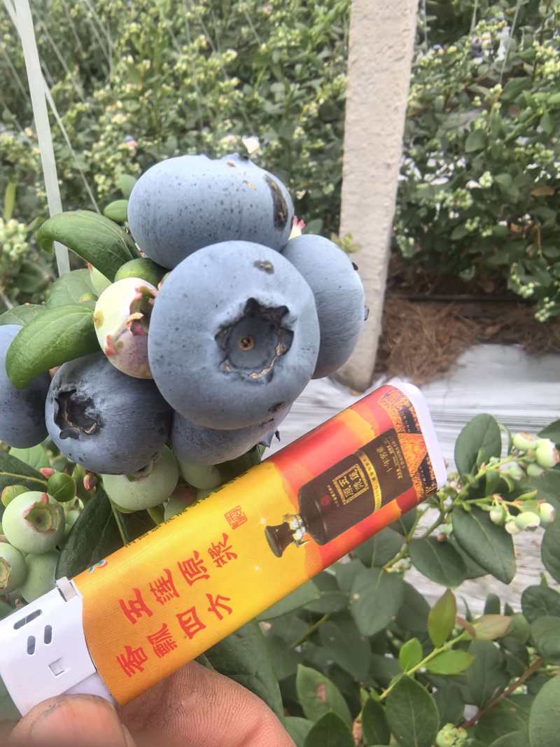 山东蓝莓L25蓝莓品类齐全，大量现货供应，价格可谈欢迎电