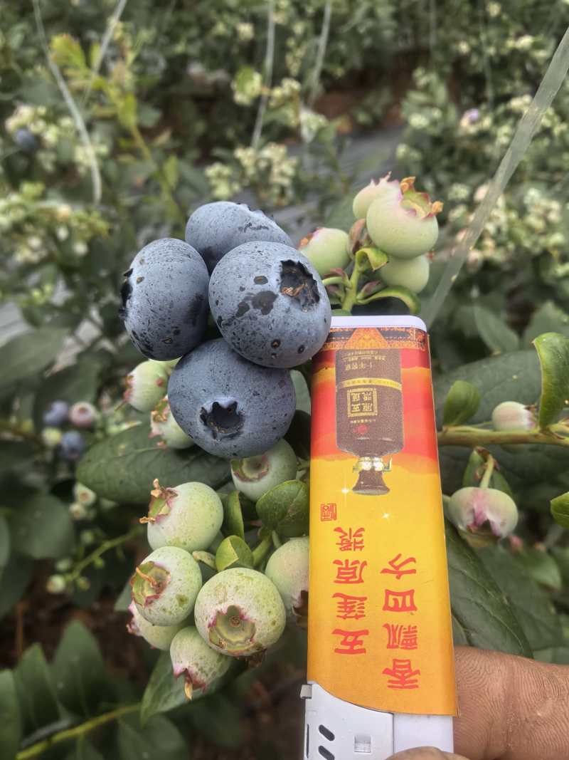 山东蓝莓L25蓝莓品类齐全，大量现货供应，价格可谈欢迎电