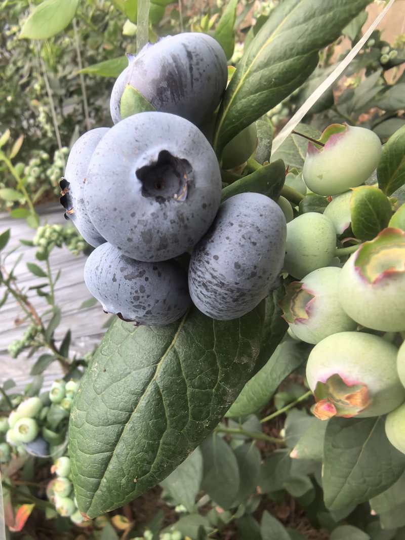 山东蓝莓L25蓝莓品类齐全，大量现货供应，价格可谈欢迎电