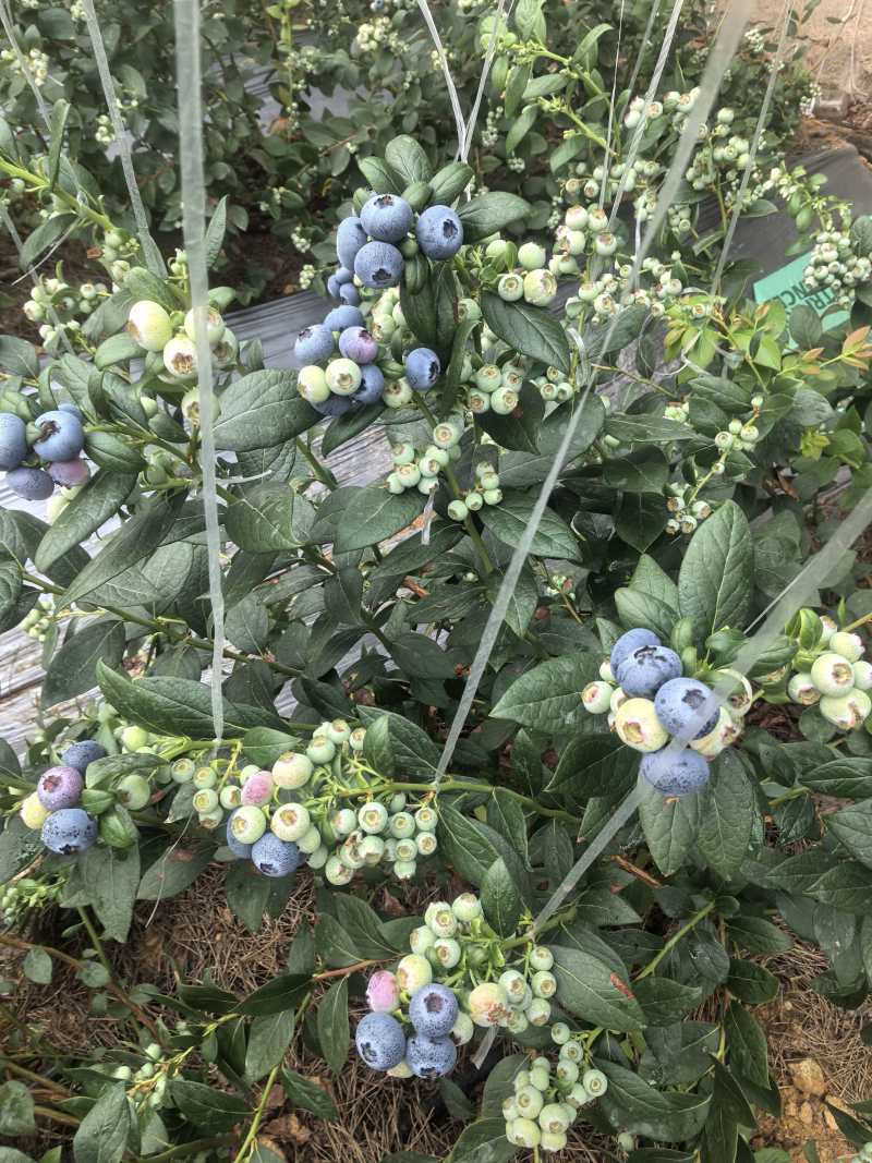 山东蓝莓L25蓝莓品类齐全，大量现货供应，价格可谈欢迎电