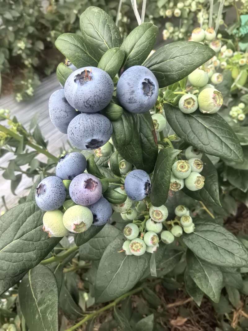 山东蓝莓L25蓝莓品类齐全，大量现货供应，价格可谈欢迎电
