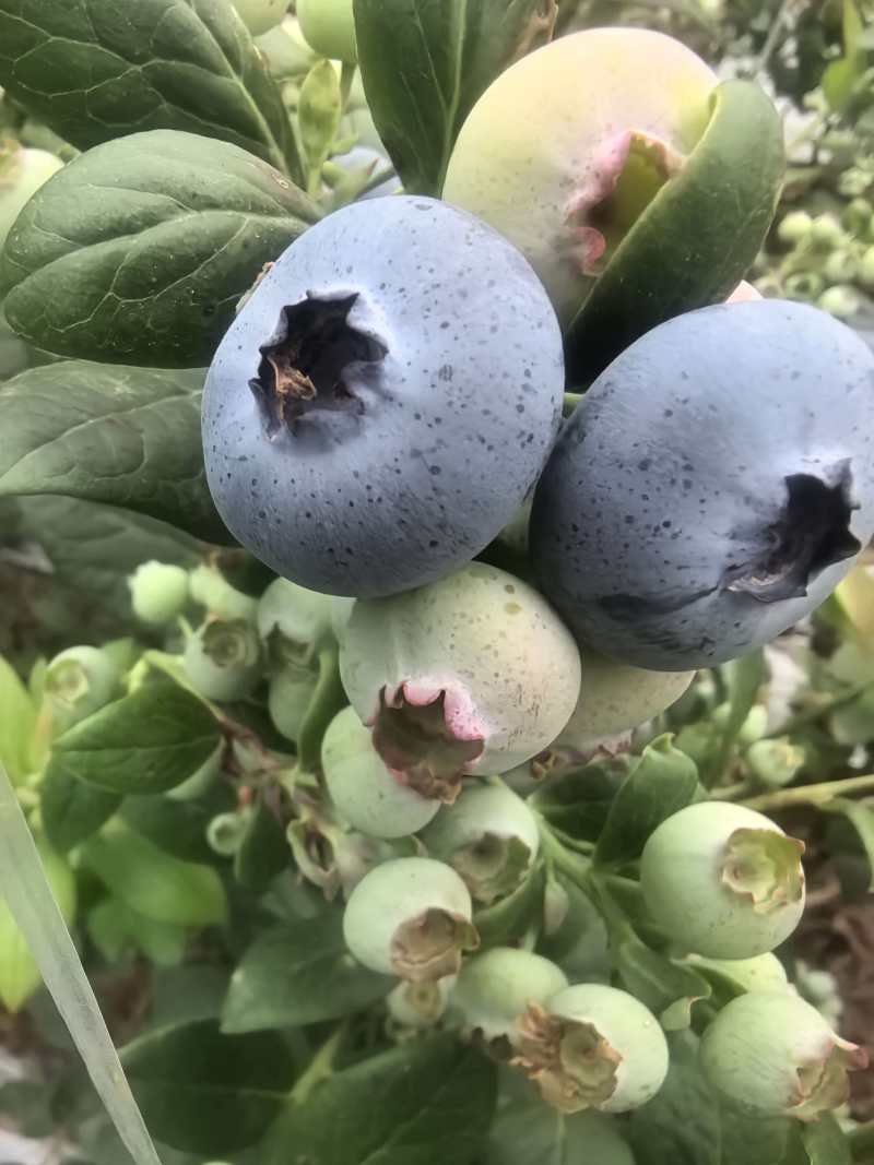 山东蓝莓L25蓝莓品类齐全，大量现货供应，价格可谈欢迎电