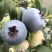 山东蓝莓L25蓝莓品类齐全，大量现货供应，价格可谈欢迎电