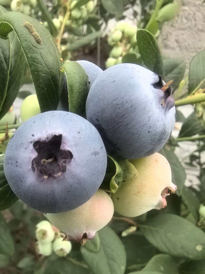 山东蓝莓L25蓝莓品类齐全，大量现货供应，价格可谈欢迎电