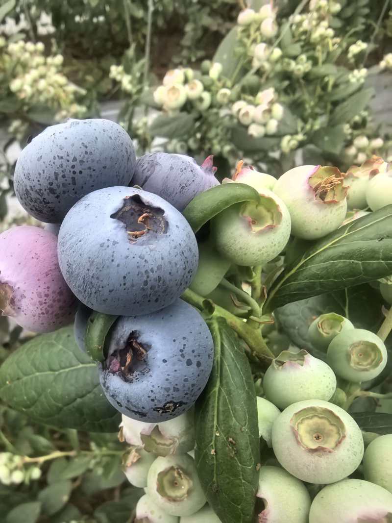 山东蓝莓L25蓝莓品类齐全，大量现货供应，价格可谈欢迎电