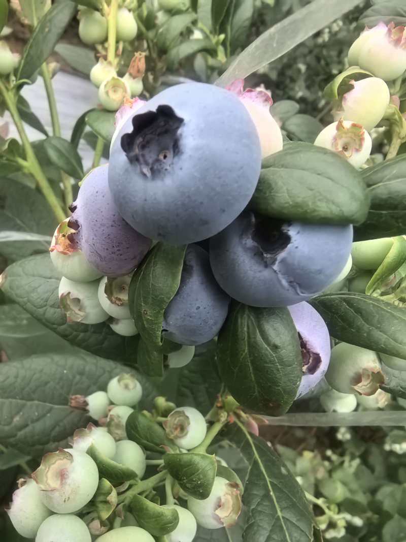 山东蓝莓L25蓝莓品类齐全，大量现货供应，价格可谈欢迎电