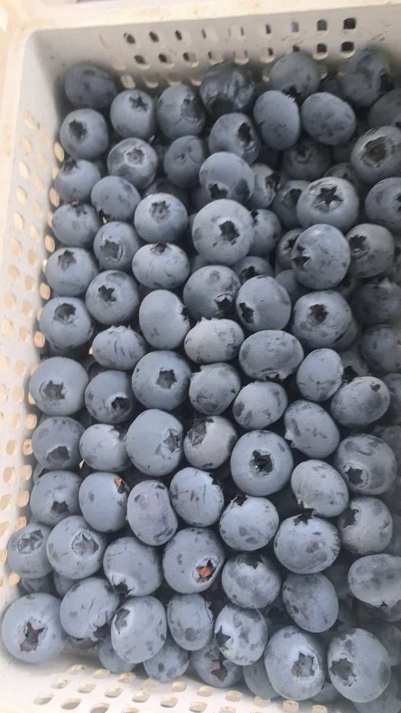 F6蓝莓山东蓝莓一手货源品类齐全，可视频看货欢迎来电洽谈
