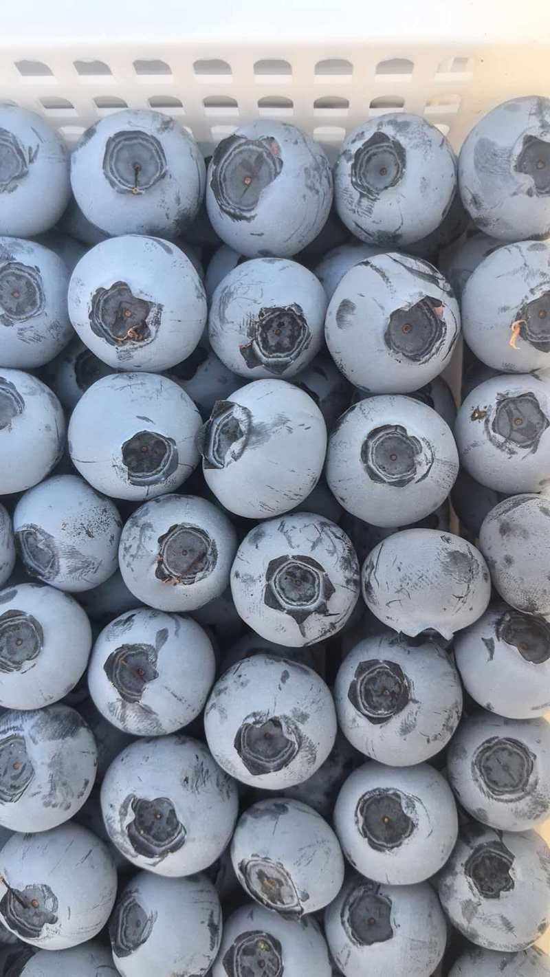 F6蓝莓山东蓝莓一手货源品类齐全，可视频看货欢迎来电洽谈
