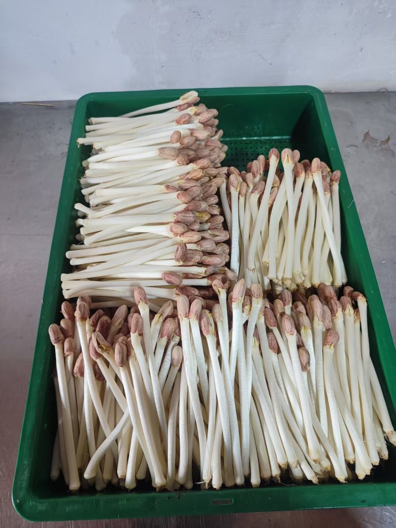 水培花生芽长寿芽清脆爽口火锅食材货源充足欢迎联