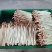 水培花生芽长寿芽清脆爽口火锅食材货源充足欢迎联