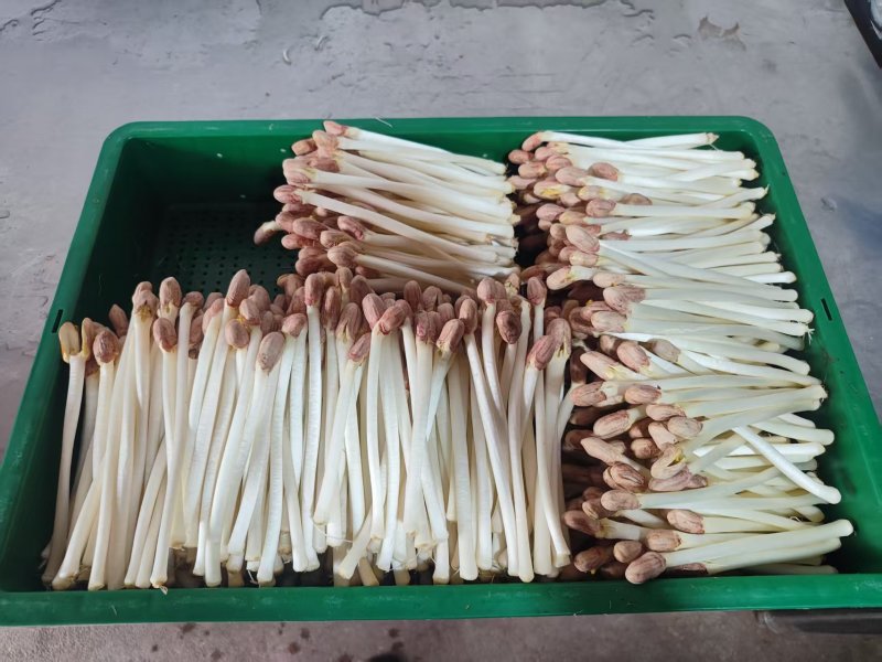 水培花生芽长寿芽清脆爽口火锅食材货源充足欢迎联