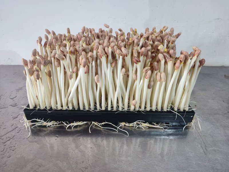 水培花生芽长寿芽清脆爽口火锅食材货源充足欢迎联