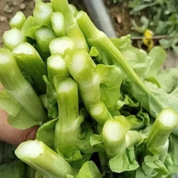 精品白菜苔贵州安顺基地直供质量保证货源充足全国发货