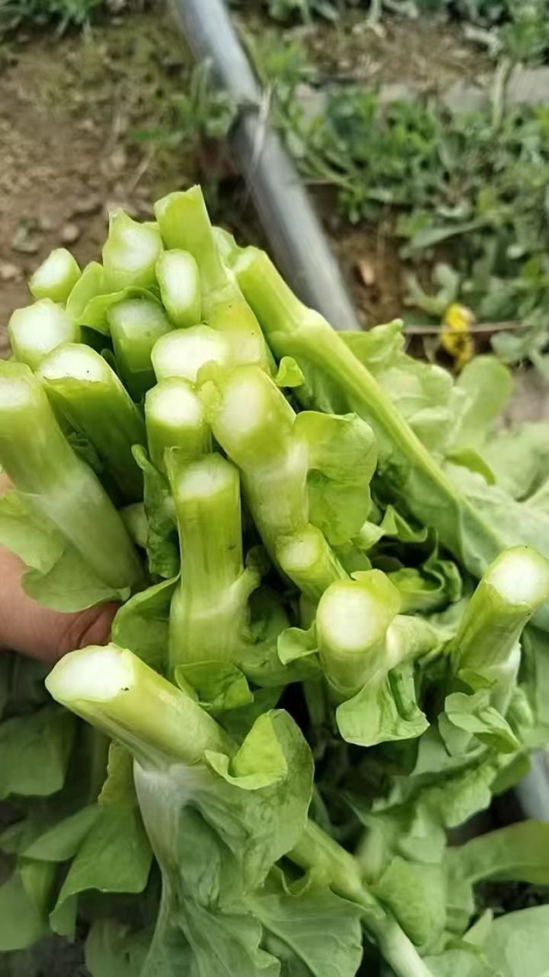 精品白菜苔贵州安顺基地直供质量保证货源充足全国发货