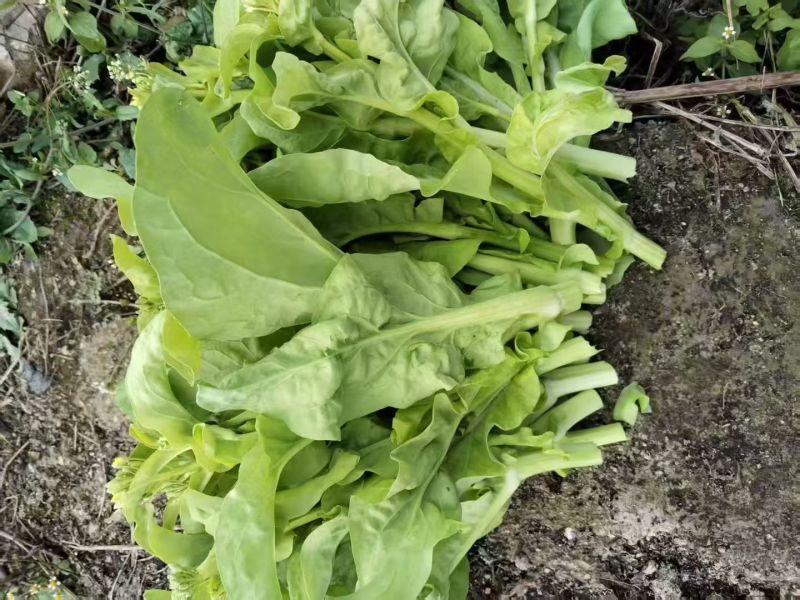 精品白菜苔贵州安顺基地直供质量保证货源充足全国发货