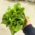精品白菜苔贵州安顺基地直供质量保证货源充足全国发货