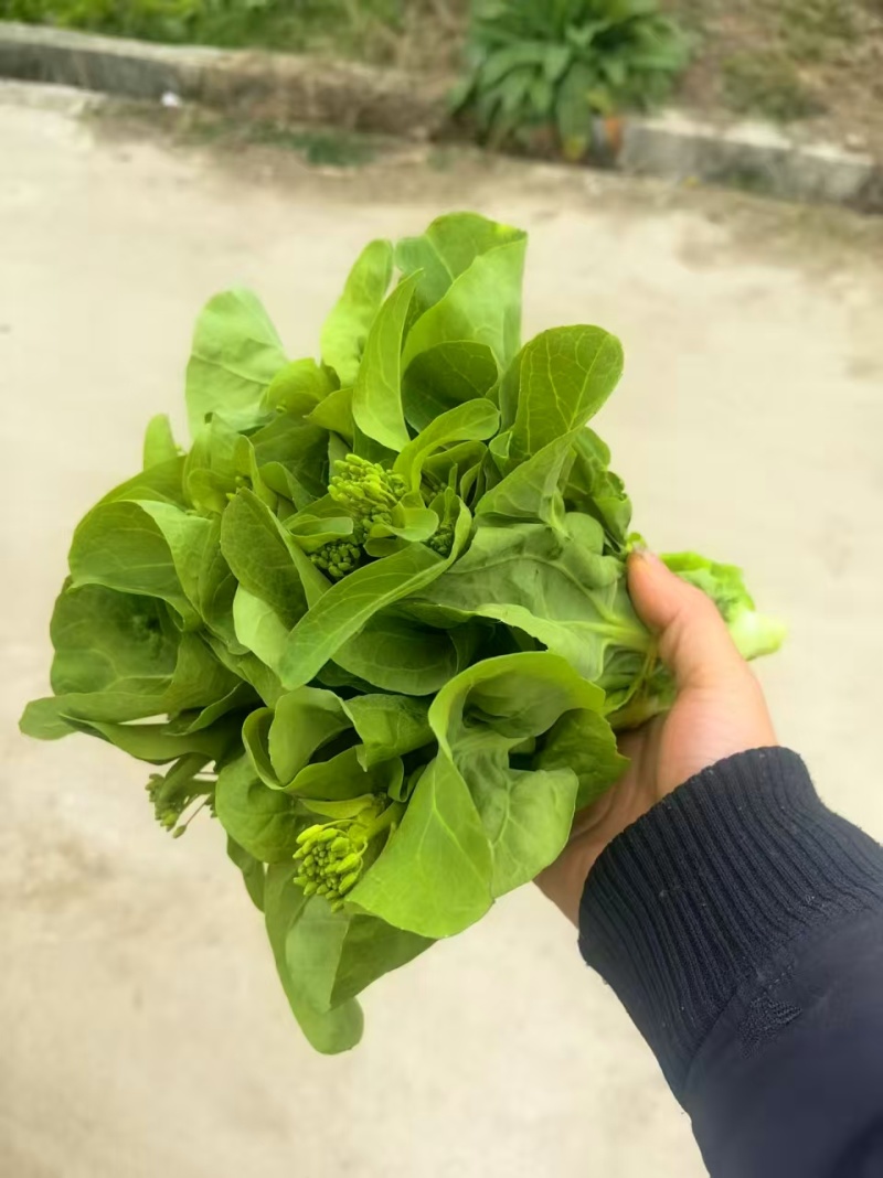 精品白菜苔贵州安顺基地直供质量保证货源充足全国发货