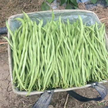精品无筋豆贵州安顺基地直供货源充足质量保证对接商超市场